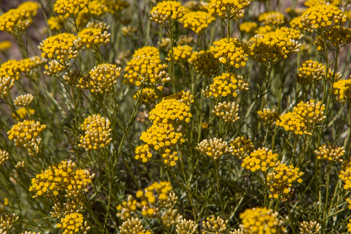 Immortelle Or Helichrysum Mardys Garden immortelle-or-helichrysum-mardys-garden