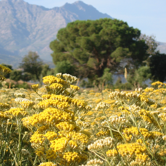 Is Helichrysum the same as curry?