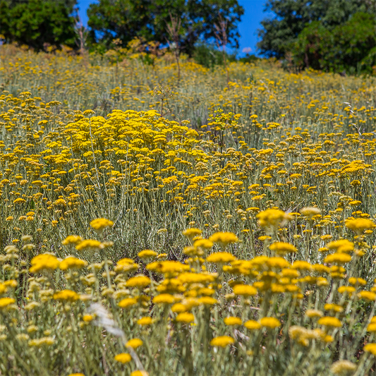 Immortelle fields blooming