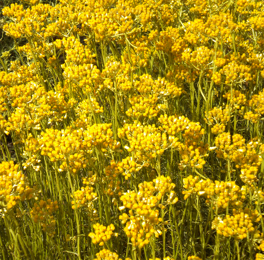 Is Helichrysum the same as Immortelle ?
