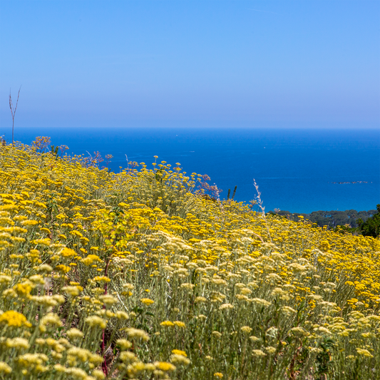 Common name for Helichrysum Italicum