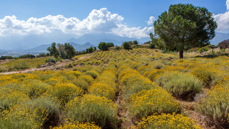 Made from Organic Immortelle