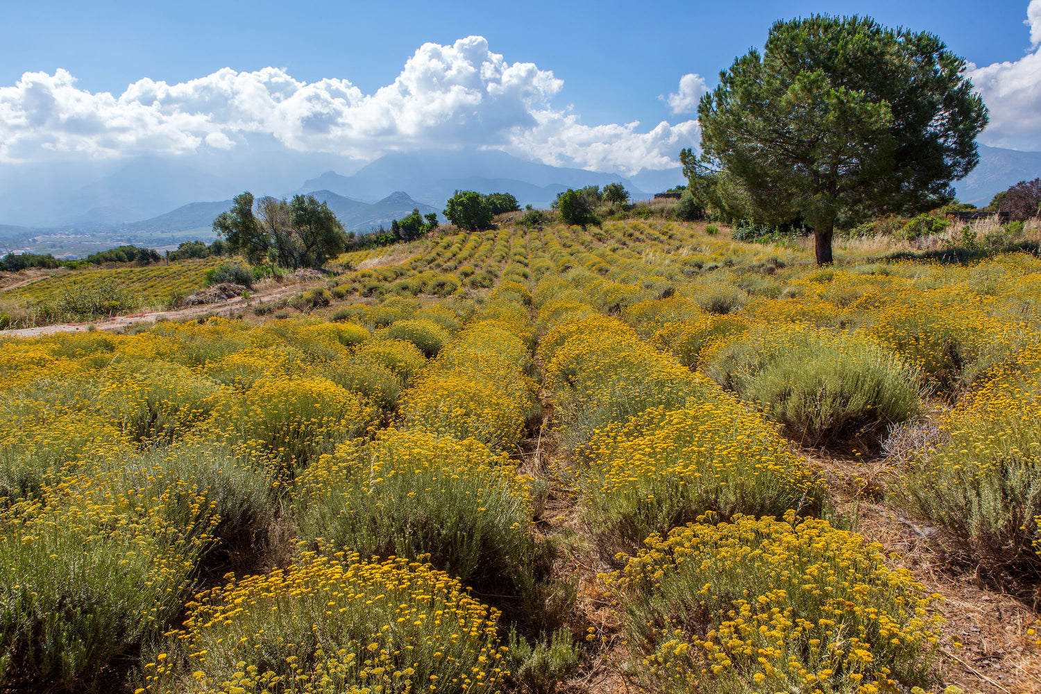 Helichrysum Italicum fields in Calvi, Corsica