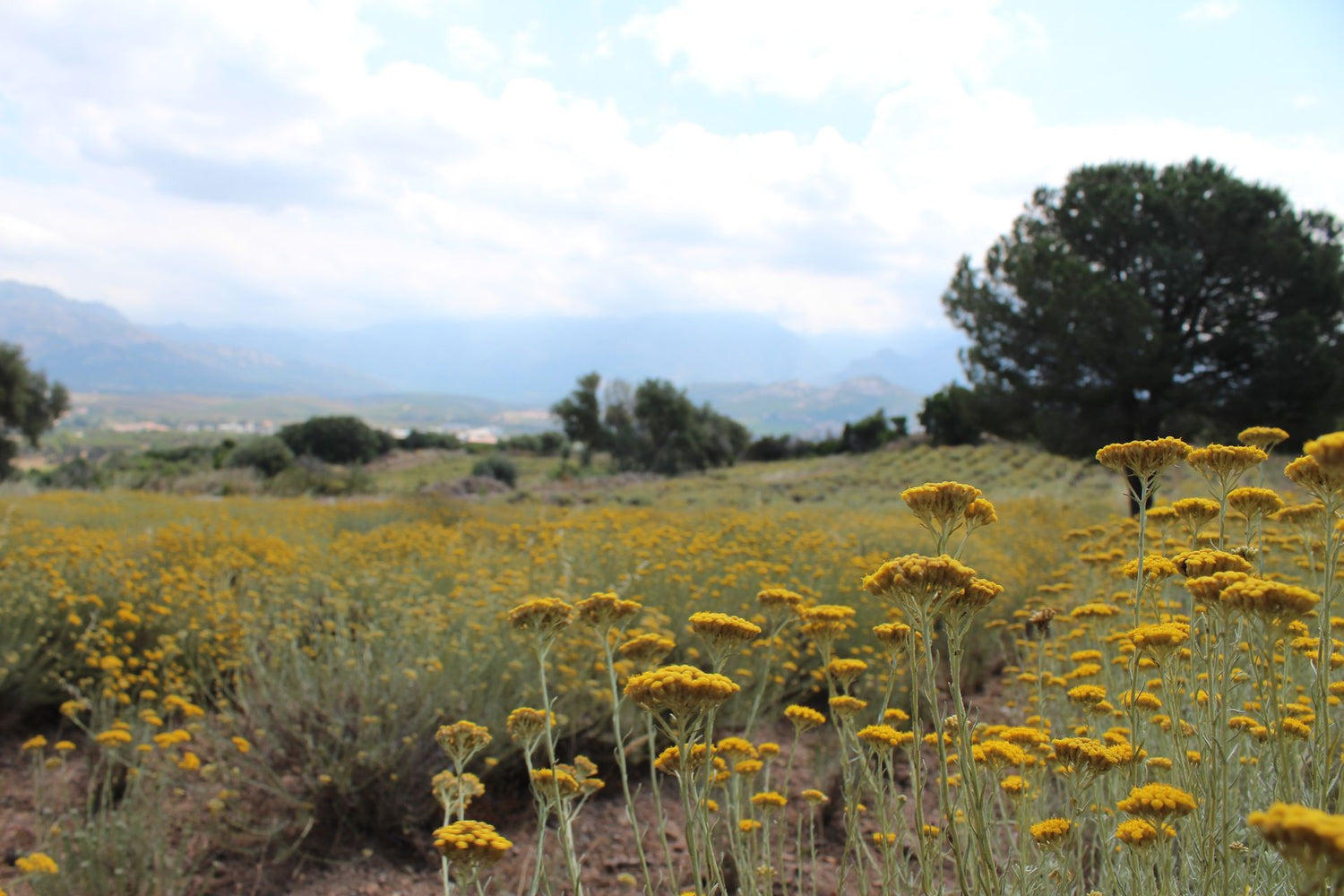 Helichrysum Flowers in our fields under century old tree