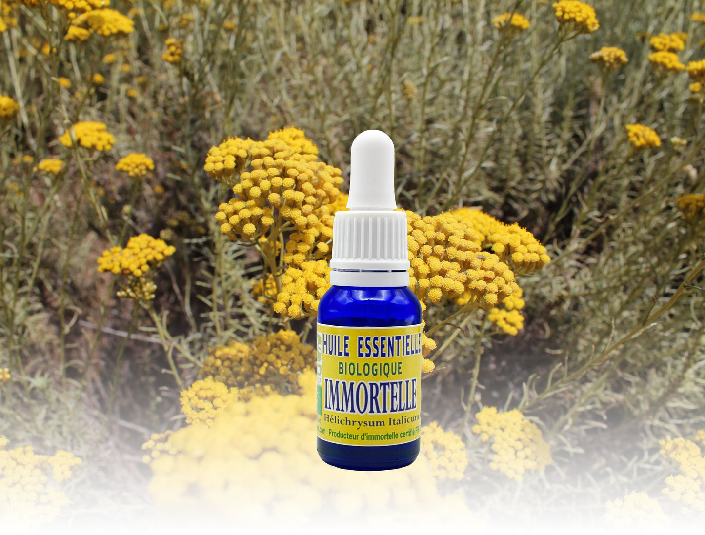 Organic Immortelle Essential Oil. Made in Corsica, 100% pure