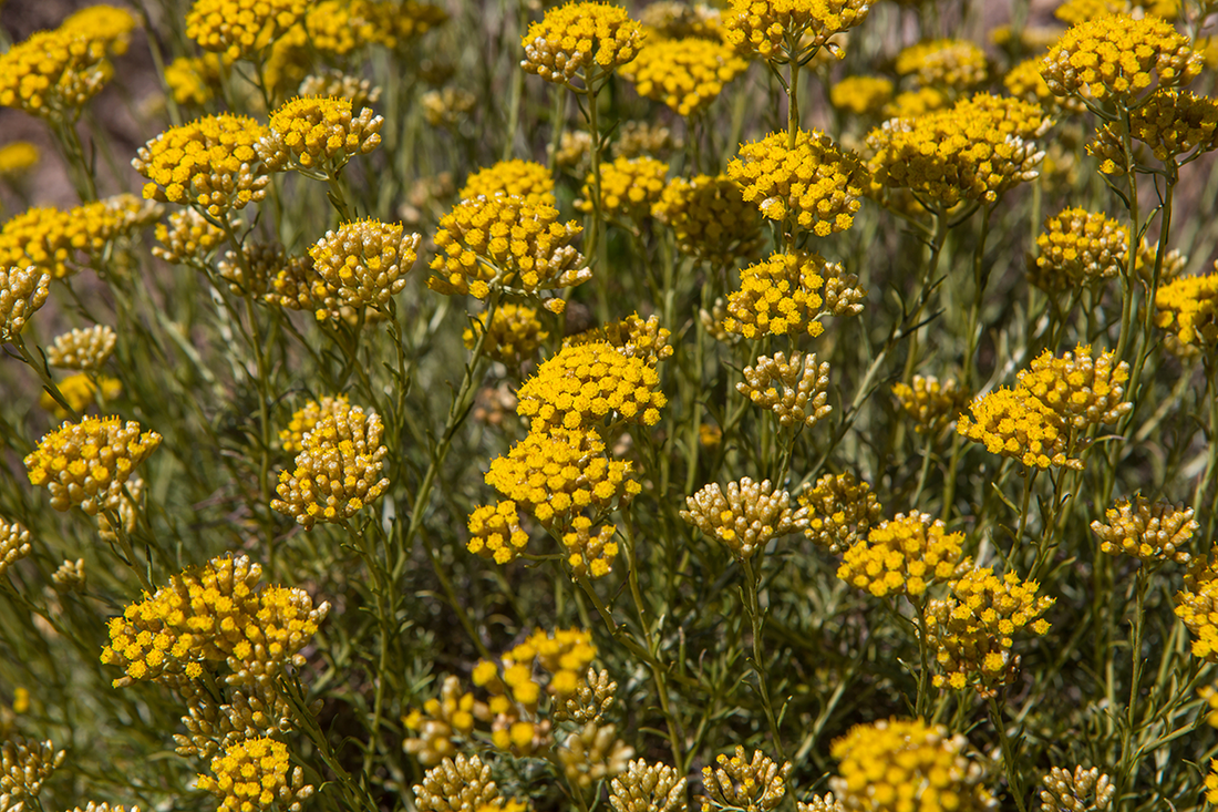 Helichrysum Italicum flowers also known as Strawflower, Immortelle, Murza, Muredda and various other names