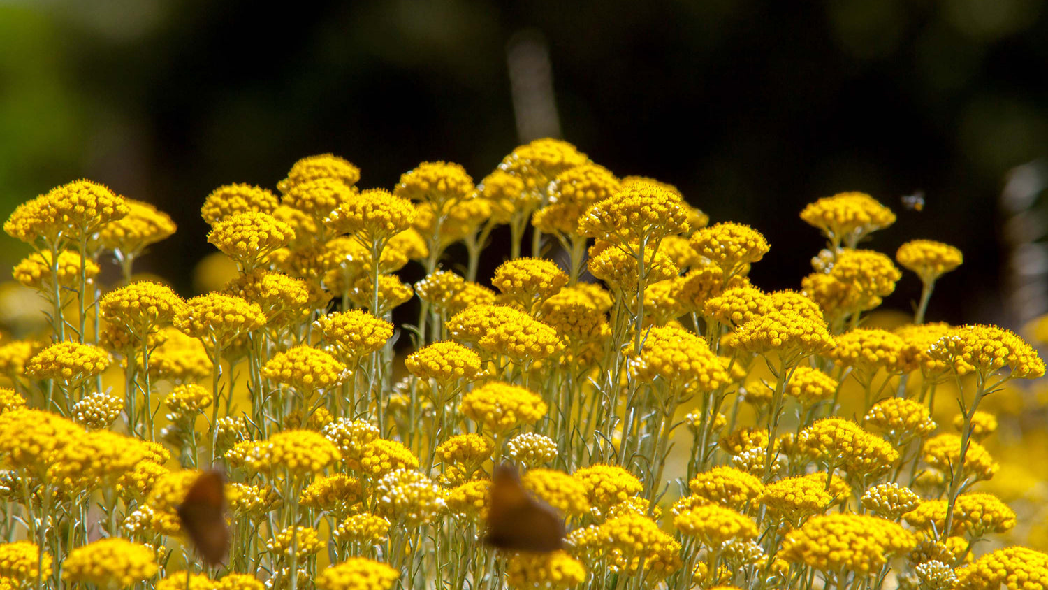 Our flower waters