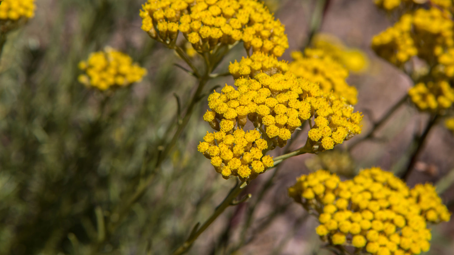 Immortelle Oil