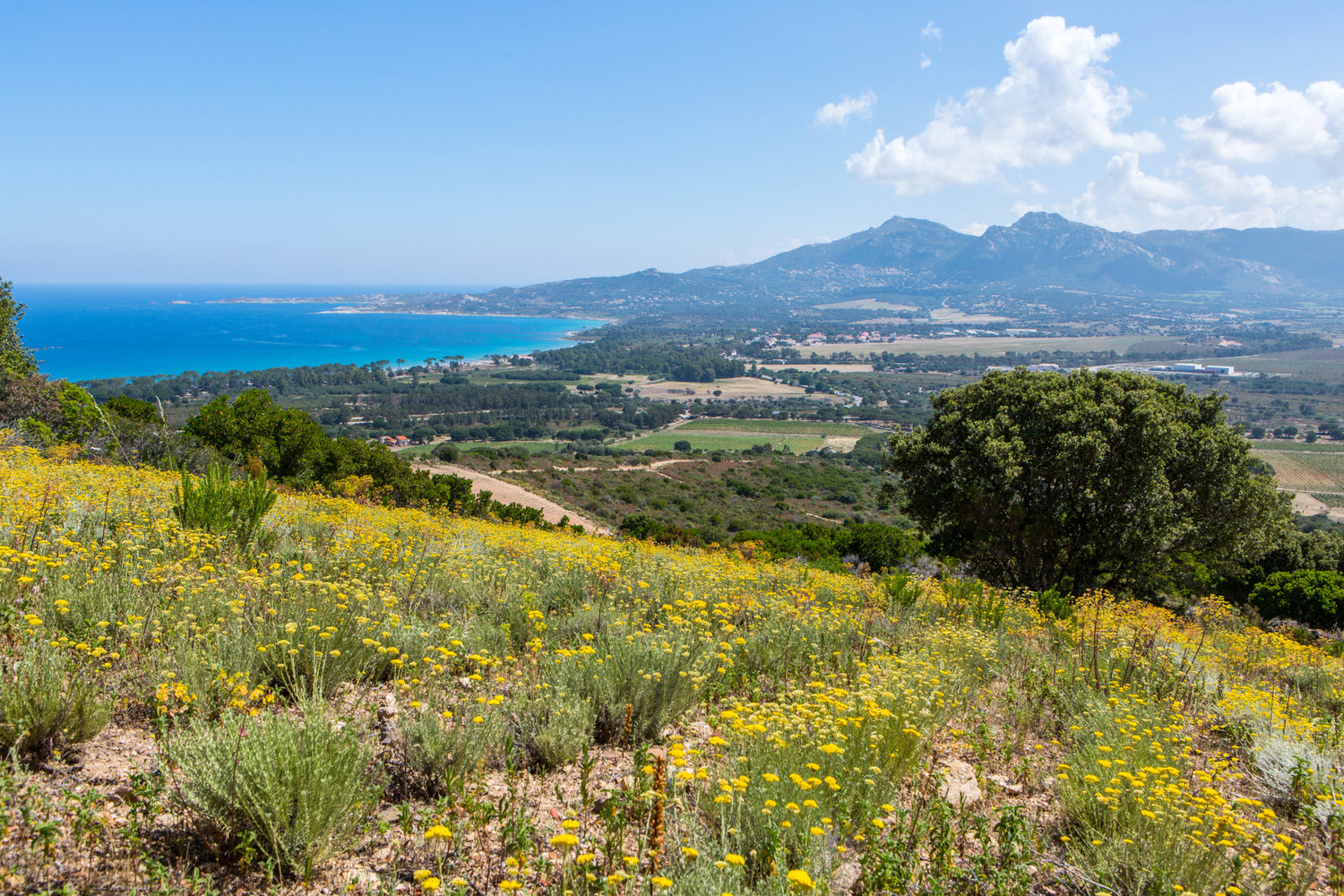View from our Helichrysum fields. Immortelle grow better when closer to the sea. Our fields are close to the sea and under good sun exposure, the best condition for our plant