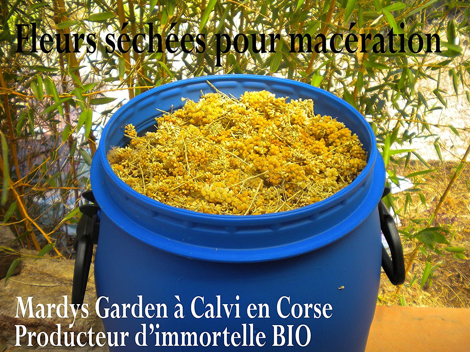Our flowers are manually harvested when they bloom in June. Right after we macerate them in grapeseed oil. Our maceration process is a modernized version of an ancestral technique of solar maceration. Then we cold press the flowers to extract all the plant propeties in the oil. We enrich our macerate with our own organic Immortelle Essential Oil