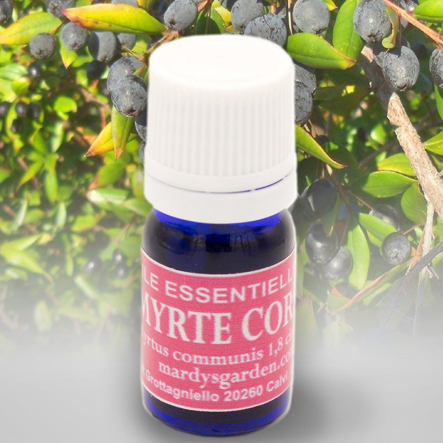 Green Myrtle Essential Oil 5ml. Organic Essential Oil from Corsica. Myrtus Communis. 100% pure and natural, undiluted. Can be used on skin, food or aromatherapy